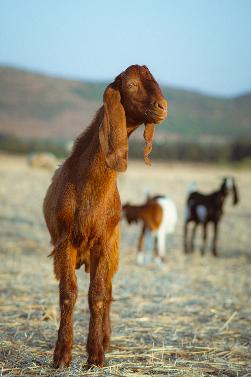【2026年最新】大谷翔平や海外Snsで頻出する「Goat」とは？言葉のルーツから最新スラング事情まで徹底解説