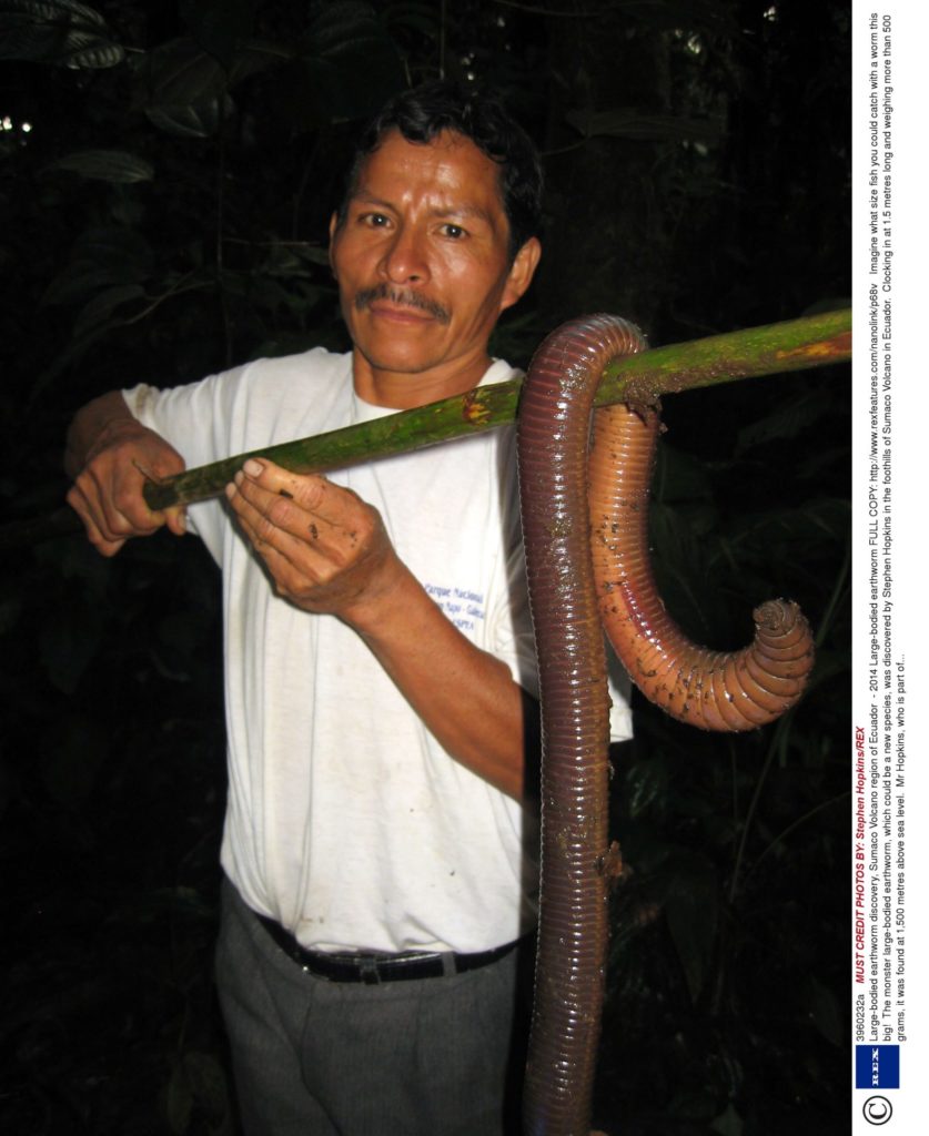ゴビ砂漠の怪生物モンゴリアンデスワームの正体｜電撃と猛毒の真相