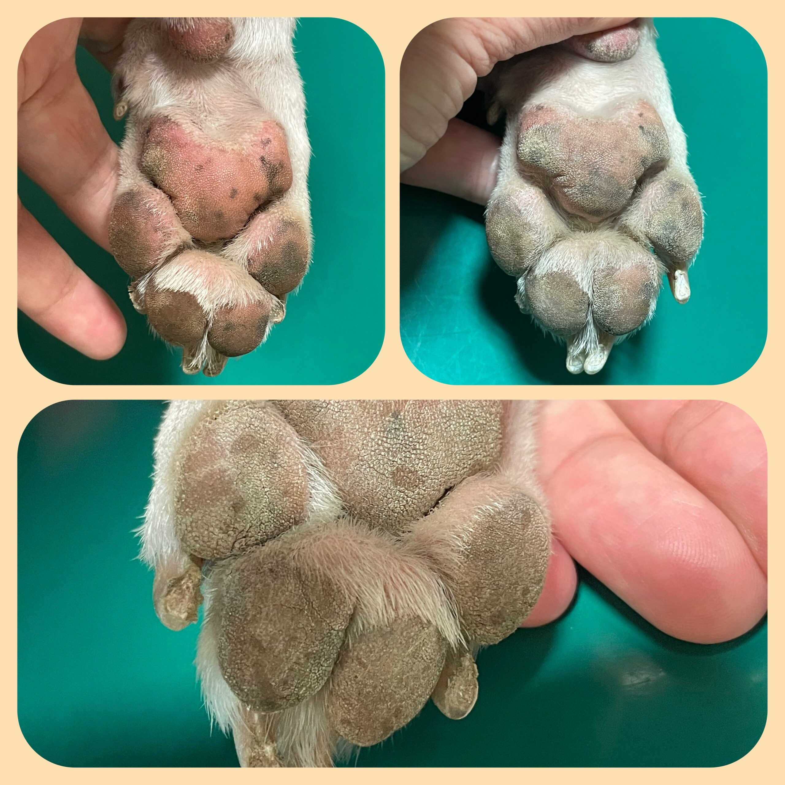 愛犬の肉球カサカサを放置するな！乾燥の原因と病気のサインを徹底解剖