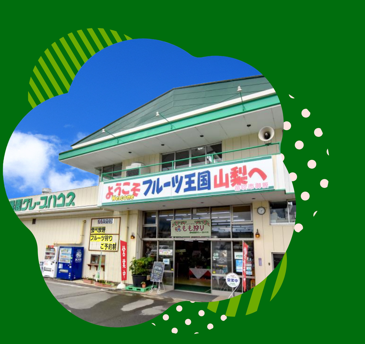 御坂農園グレープハウスの評判は？桃・ぶどう狩り料金と混雑攻略【2026】