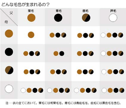 【インスタ画像】 毛色 が 違う 意味 気になる噂と真相 #658