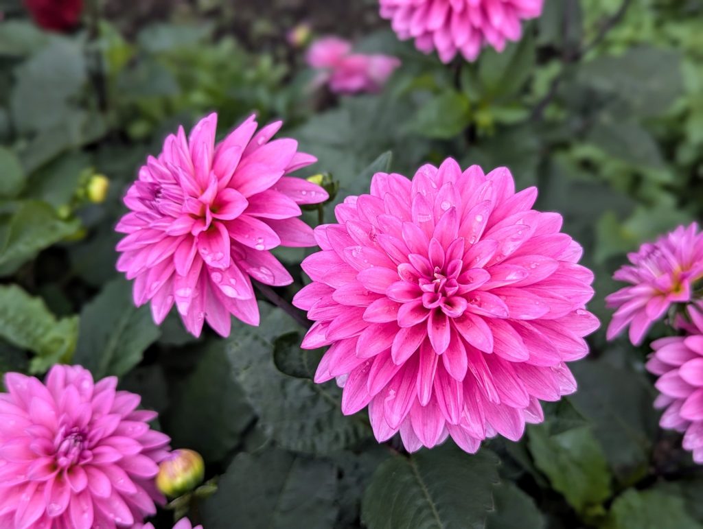 ダリアの花言葉は怖い？裏切りの真相と色別意味・ギフトの注意点