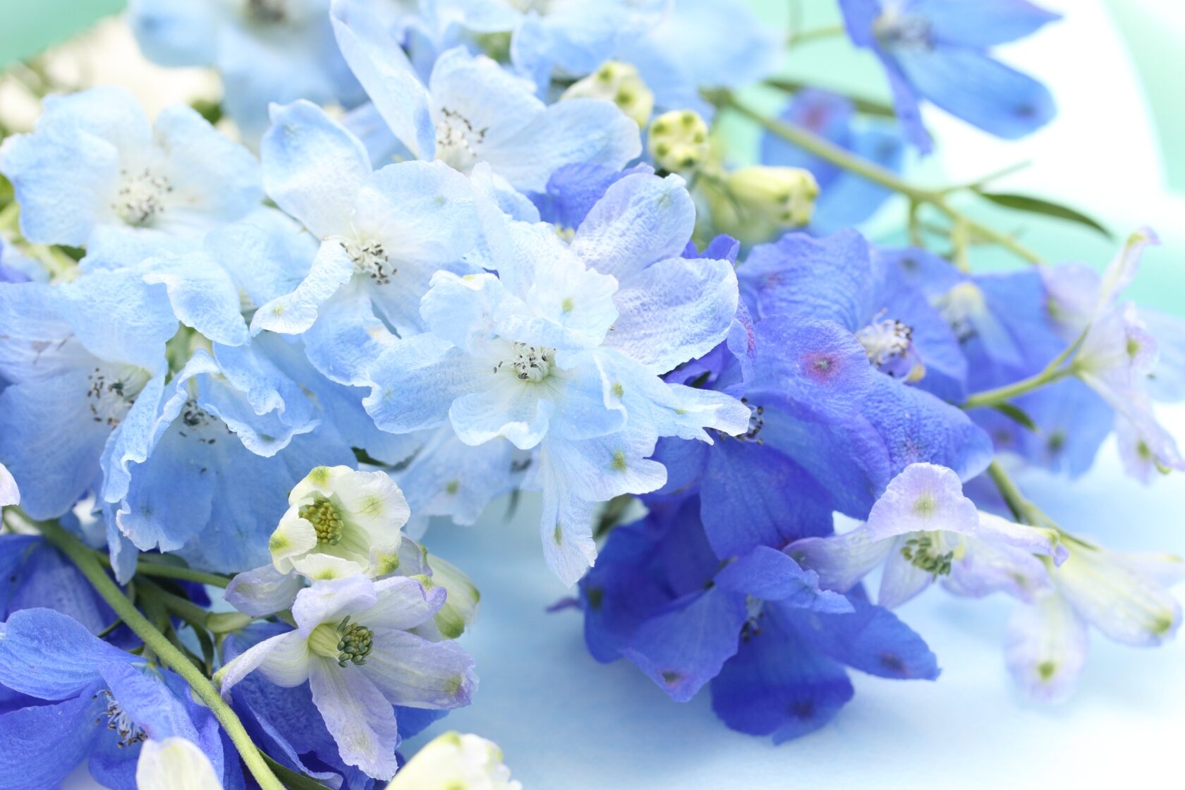 自然界で青色の花が珍しい理由と春夏秋冬の人気種類図鑑【2026年最新】