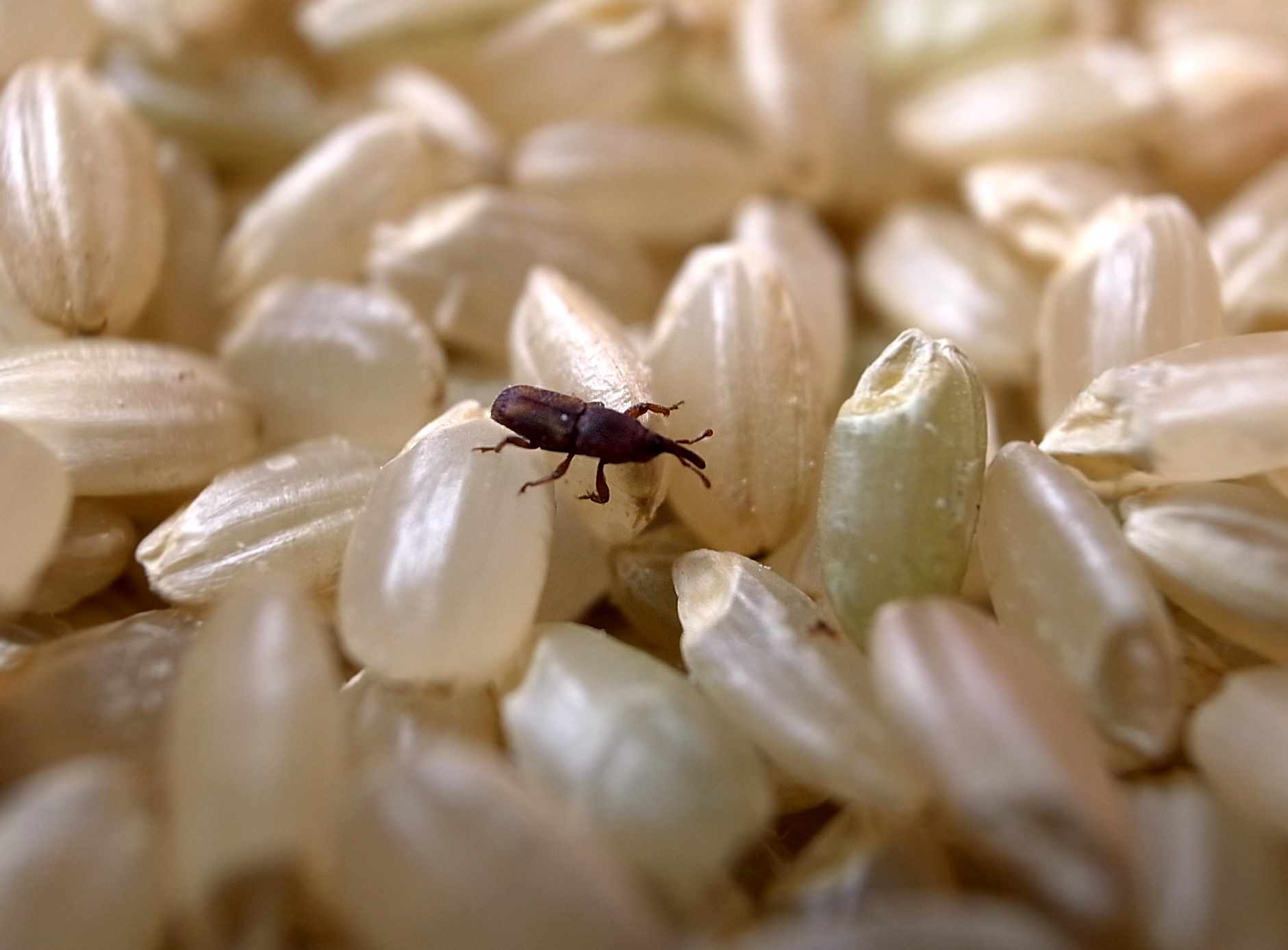 米にわく虫の正体と誤食時の影響は？原因から今すぐできる駆除・予防策