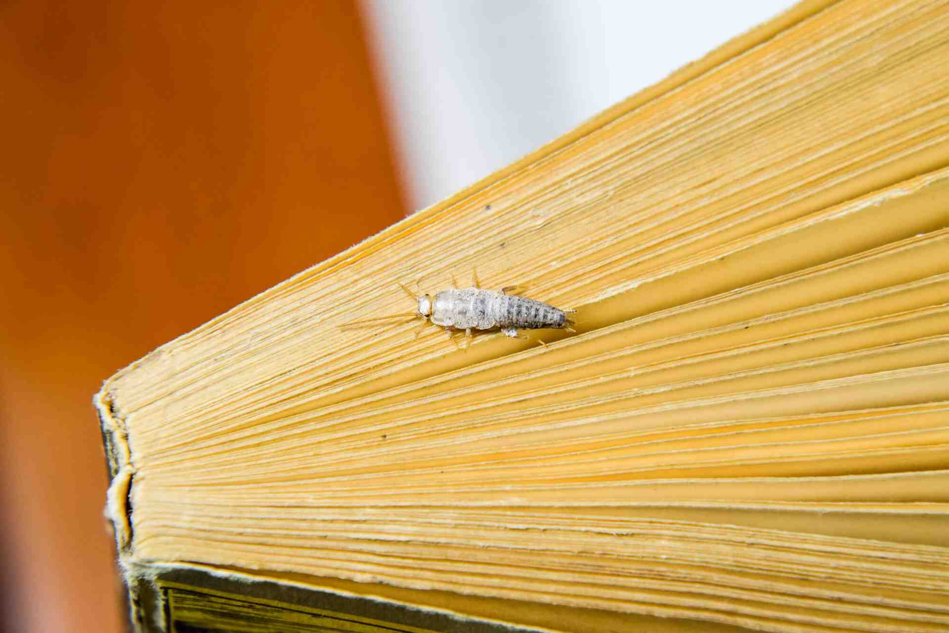 大切な本を食べる虫の正体は？シミやチャタテムシの完全駆除と予防策