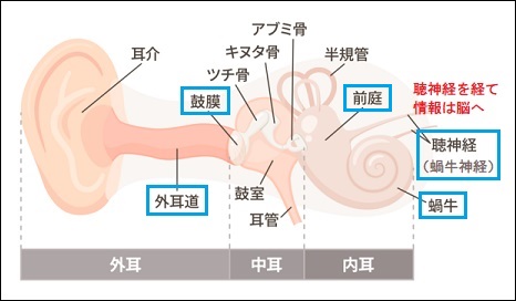 【噂】 耳 の 聞こえ を よく する 方法 公式インスタ・X最新情報 #763