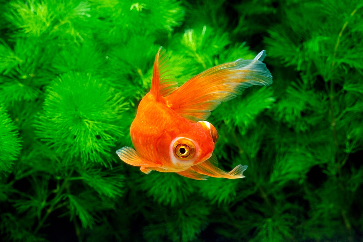 出目金を10年長生きさせる飼育術！失敗しない混泳と病気対策