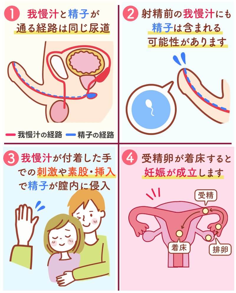 「我慢汁で妊娠する？」専門医が明かすリスクと緊急避妊の全手順
