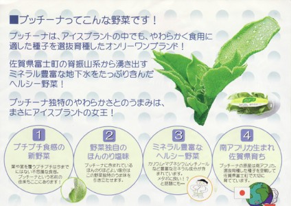 プチプチ新食感で大ブーム！塩分控えめライフを救う「アイスプラント」絶品レシピと下処理の極意