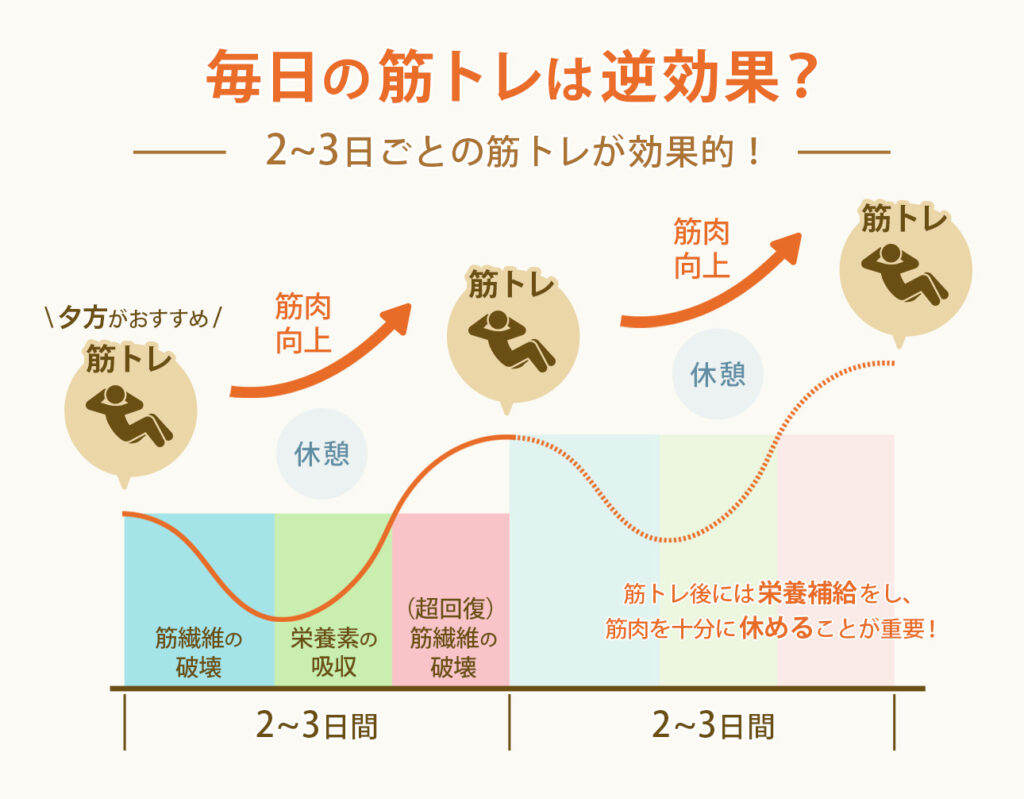 筋トレ毎日は本当に逆効果？2026年最新の科学が明かす驚きの真実