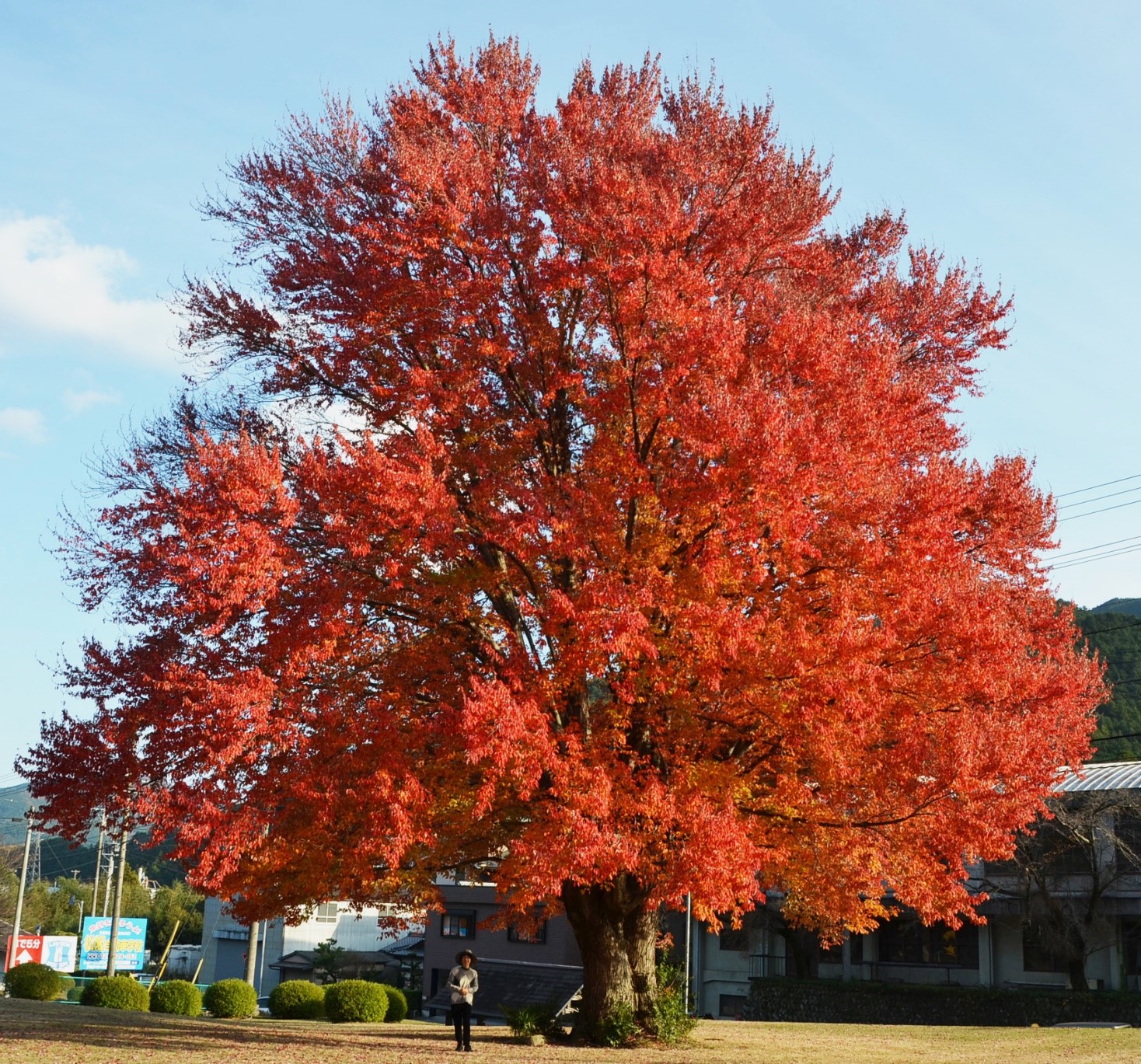 愛知県の木ハナノキの魅力解剖！紅葉見頃・自生地と花言葉の真相