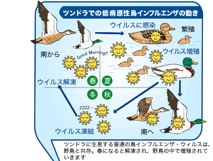 【衝撃】 鳥 インフルエンザ なぜ 殺 処分 人気理由と評判まとめ #655
