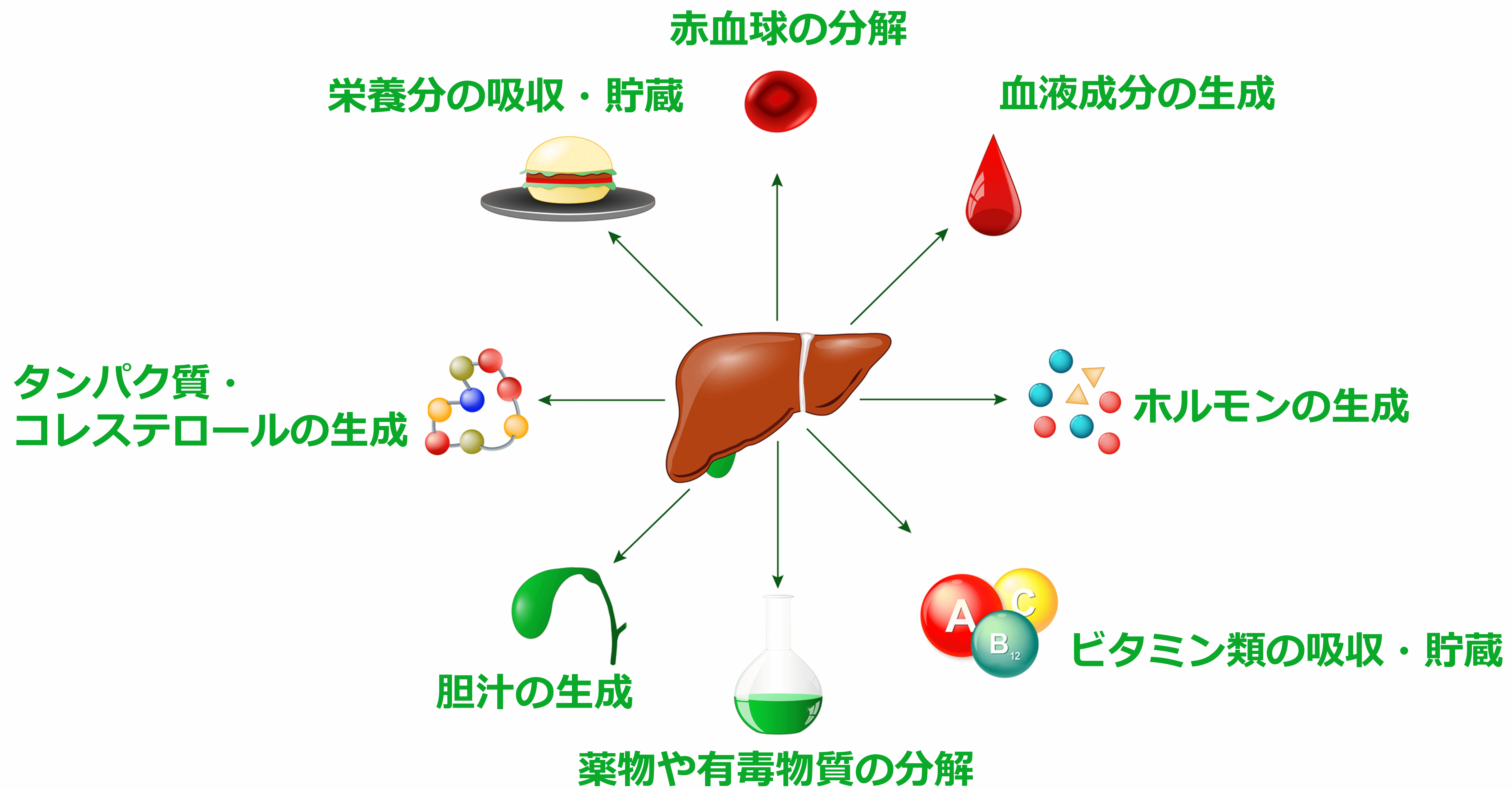 肝臓が悪くなる原因、放置すると命に関わる本当の理由