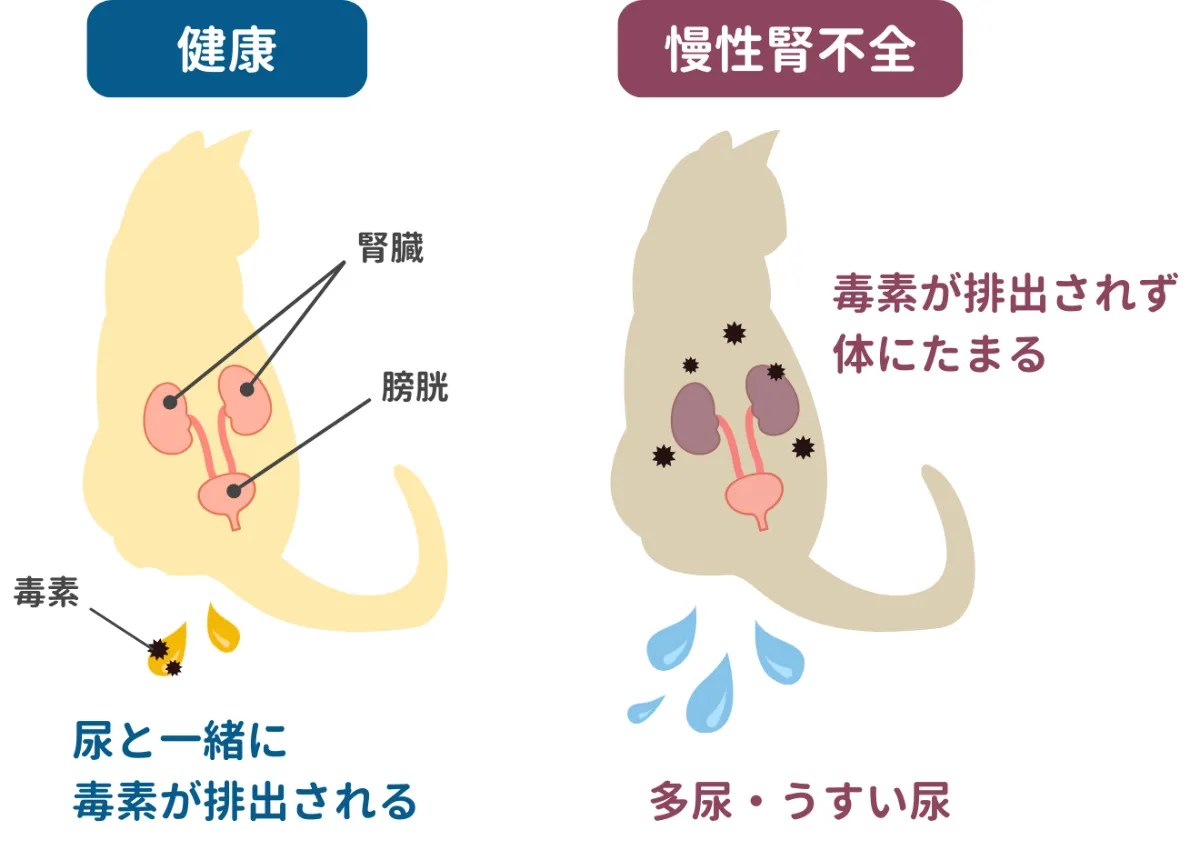 猫の腎臓病で後悔しないために｜初期症状とAim新薬の現在【2026最新】
