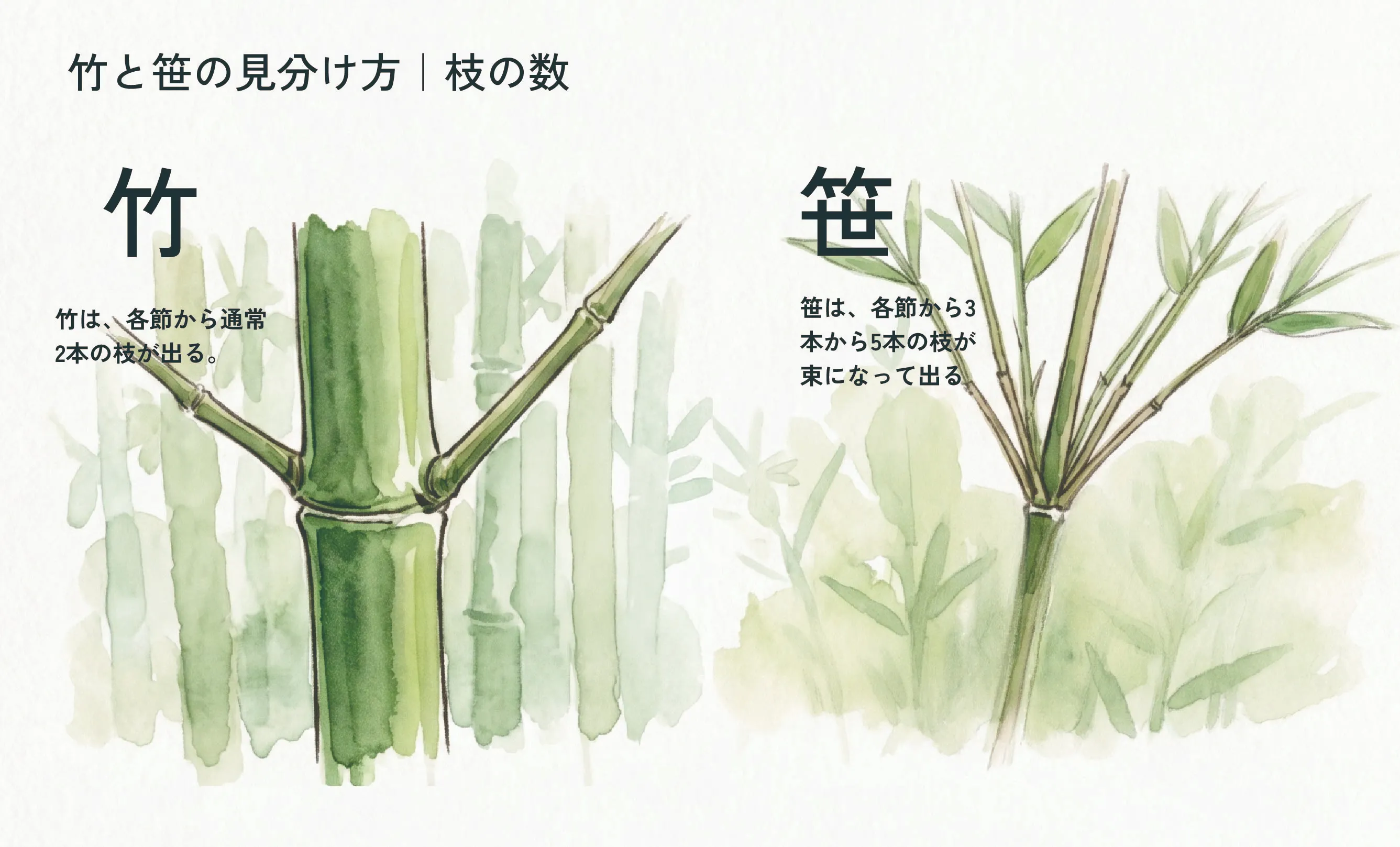 竹と笹の違いを完全判別！皮・葉脈・枝で見抜く植物学の決定打