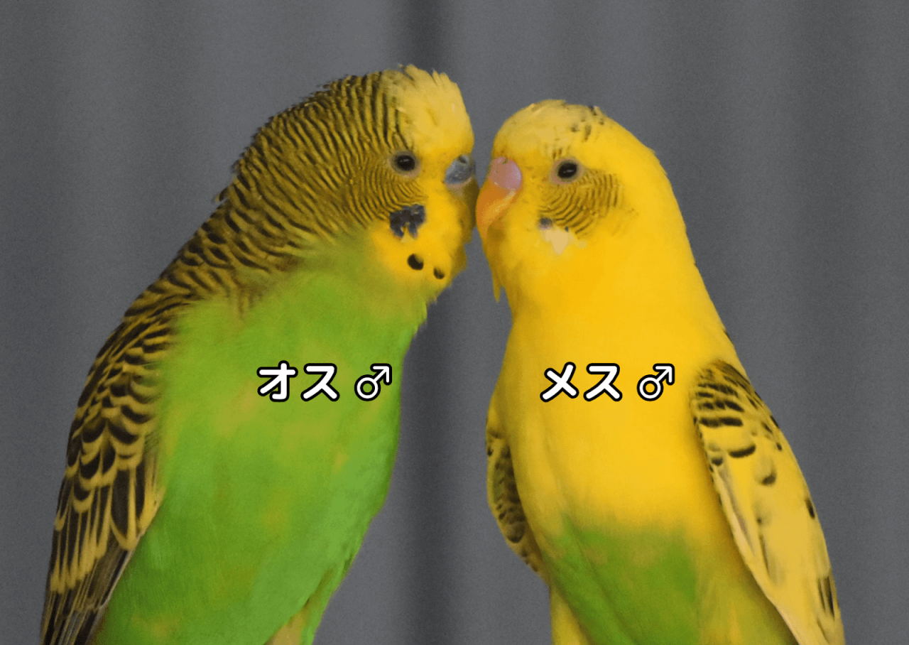 セキセイインコのオスメス見分け方完全版！鼻の色や性格の違いを徹底解説