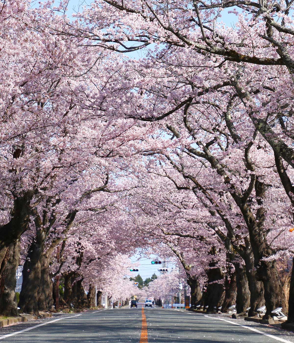 夜の森桜並木2026最新取材！復活の桜トンネルと見頃・祭り実態ルポ