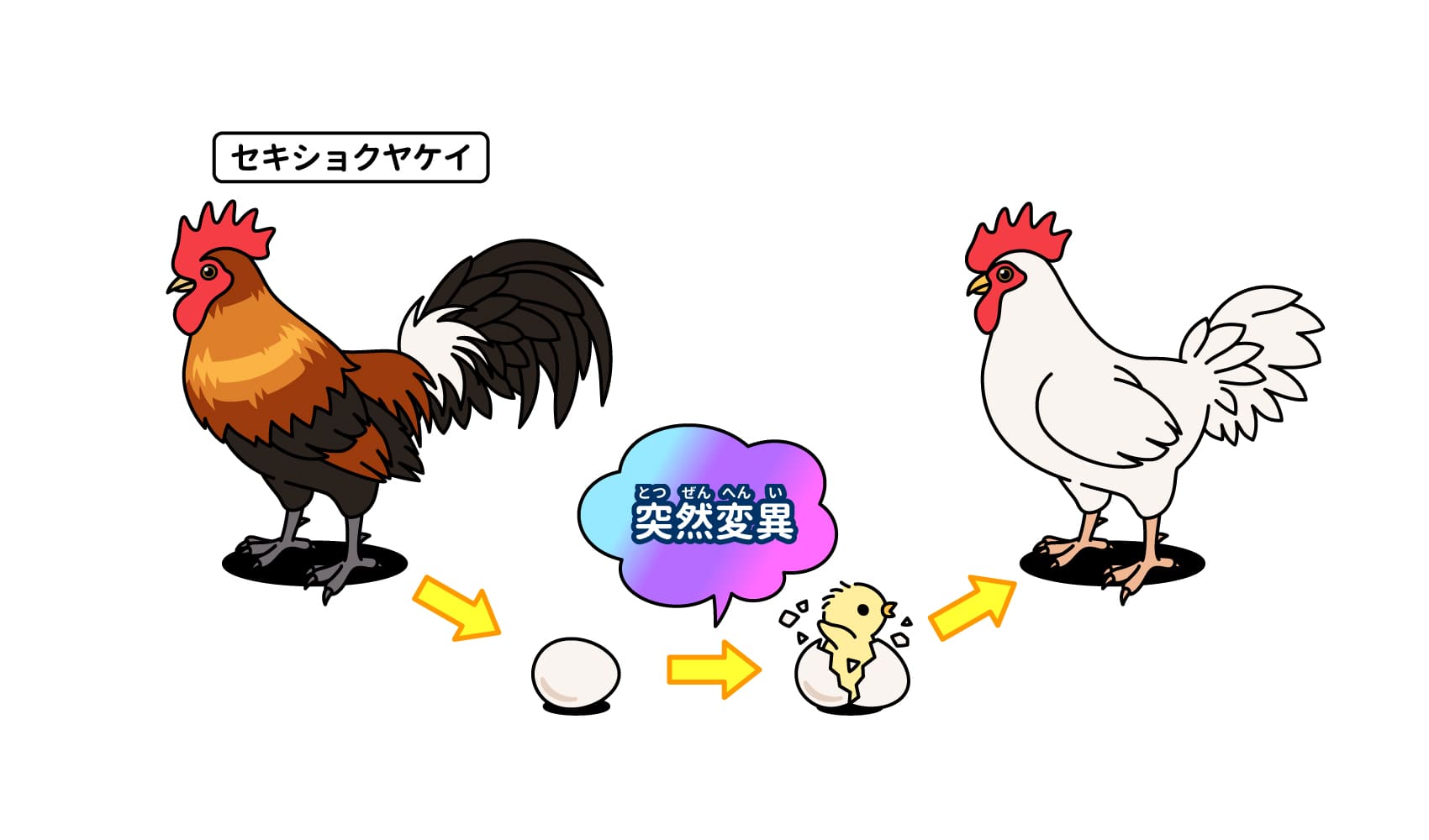 「卵が先か鶏が先か」の意味と科学的結論｜進化論が解き明かした真相
