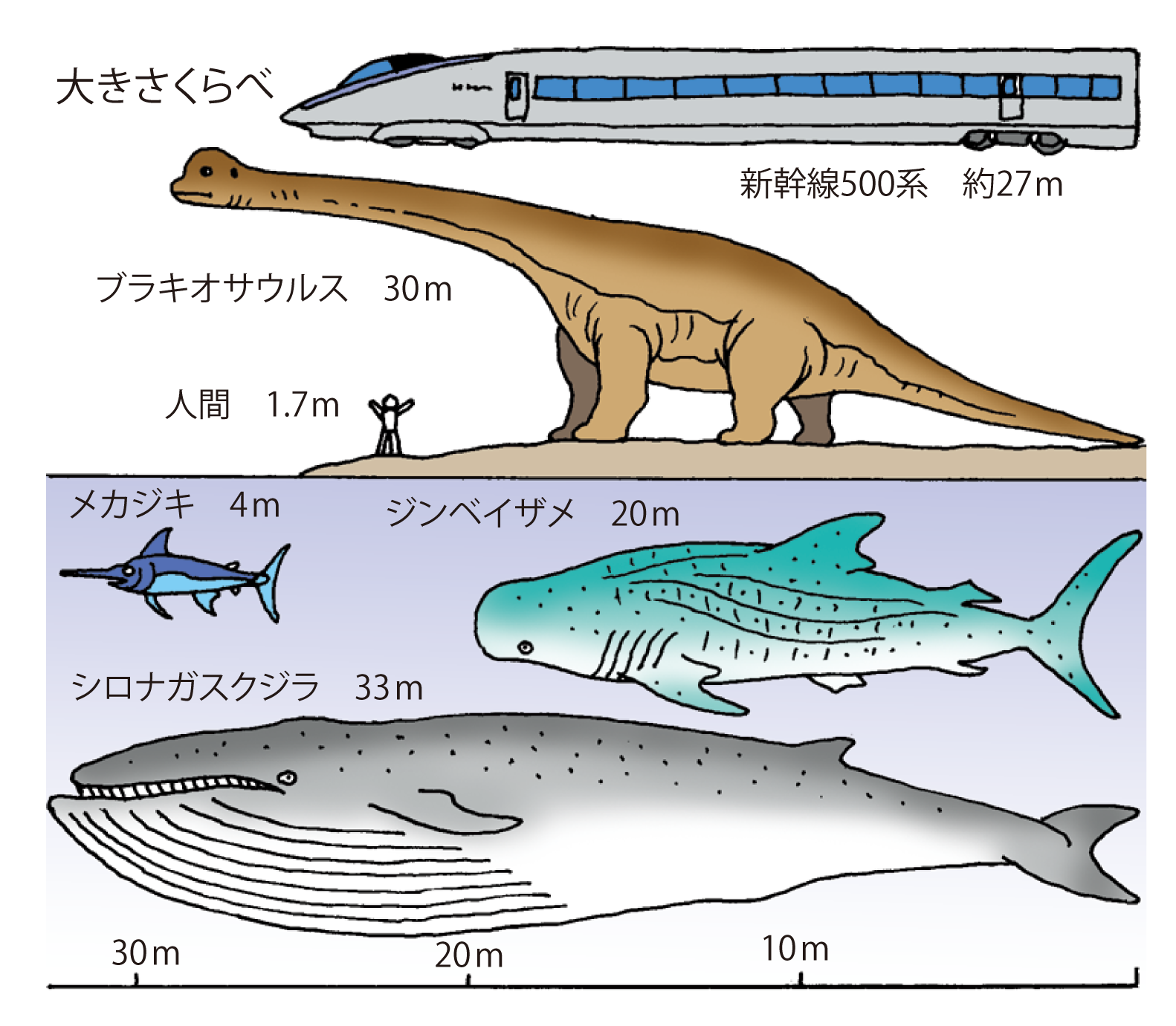 33メートル超の衝撃記録！シロナガスクジラ体長と巨体の秘密