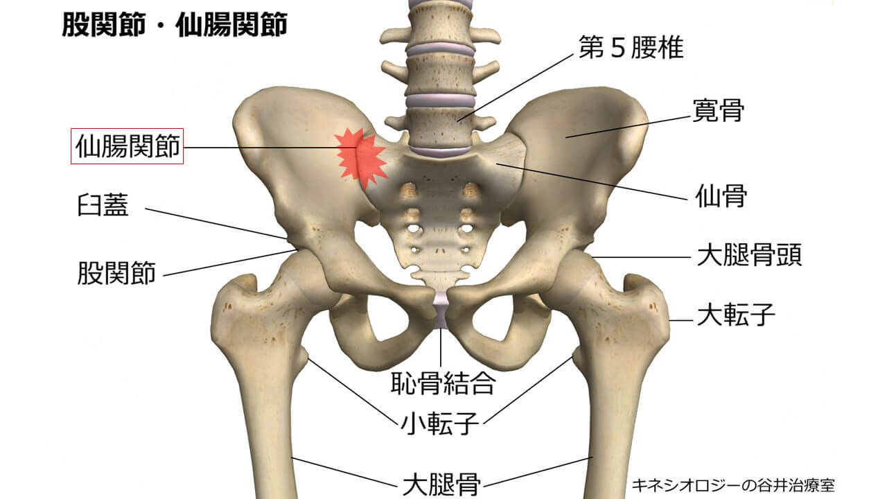 【2026年最新】「腰じゃない」骨盤の中心・仙骨の正しい位置とは？プロが明かす見つけ方と体調劇変のセルフケア