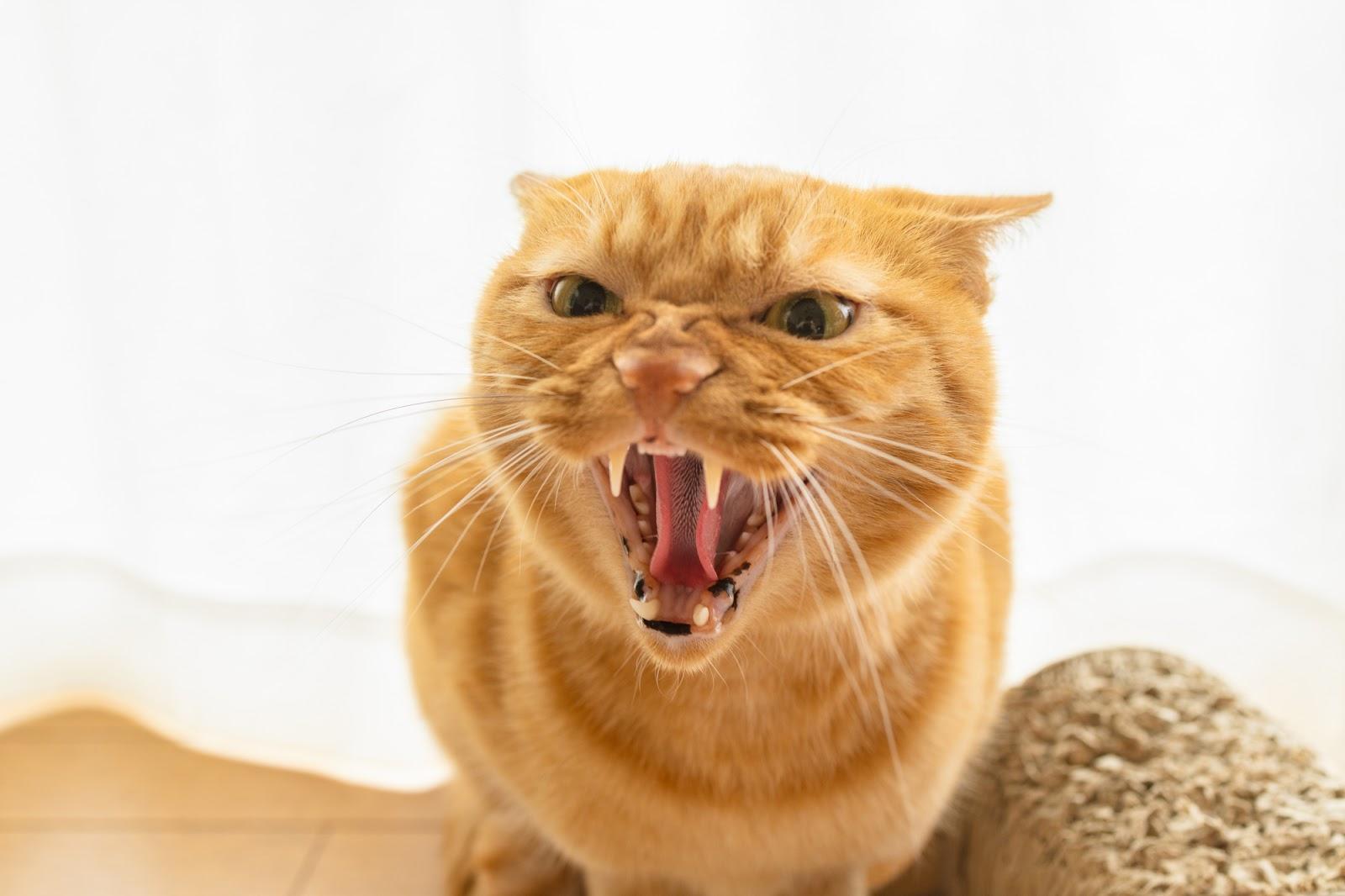 猫のイカ耳は怒りだけじゃない？隠された心理と見分け方を徹底解説