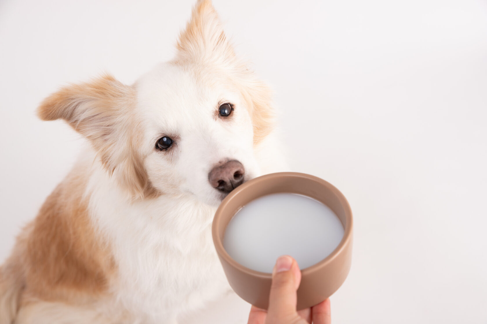犬に牛乳は絶対Ng？下痢の理由と安全な代用ミルク全知識