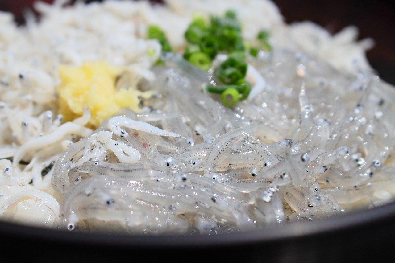 江ノ島しらす丼2026決定版｜生しらすの罠と名店穴場ランキング