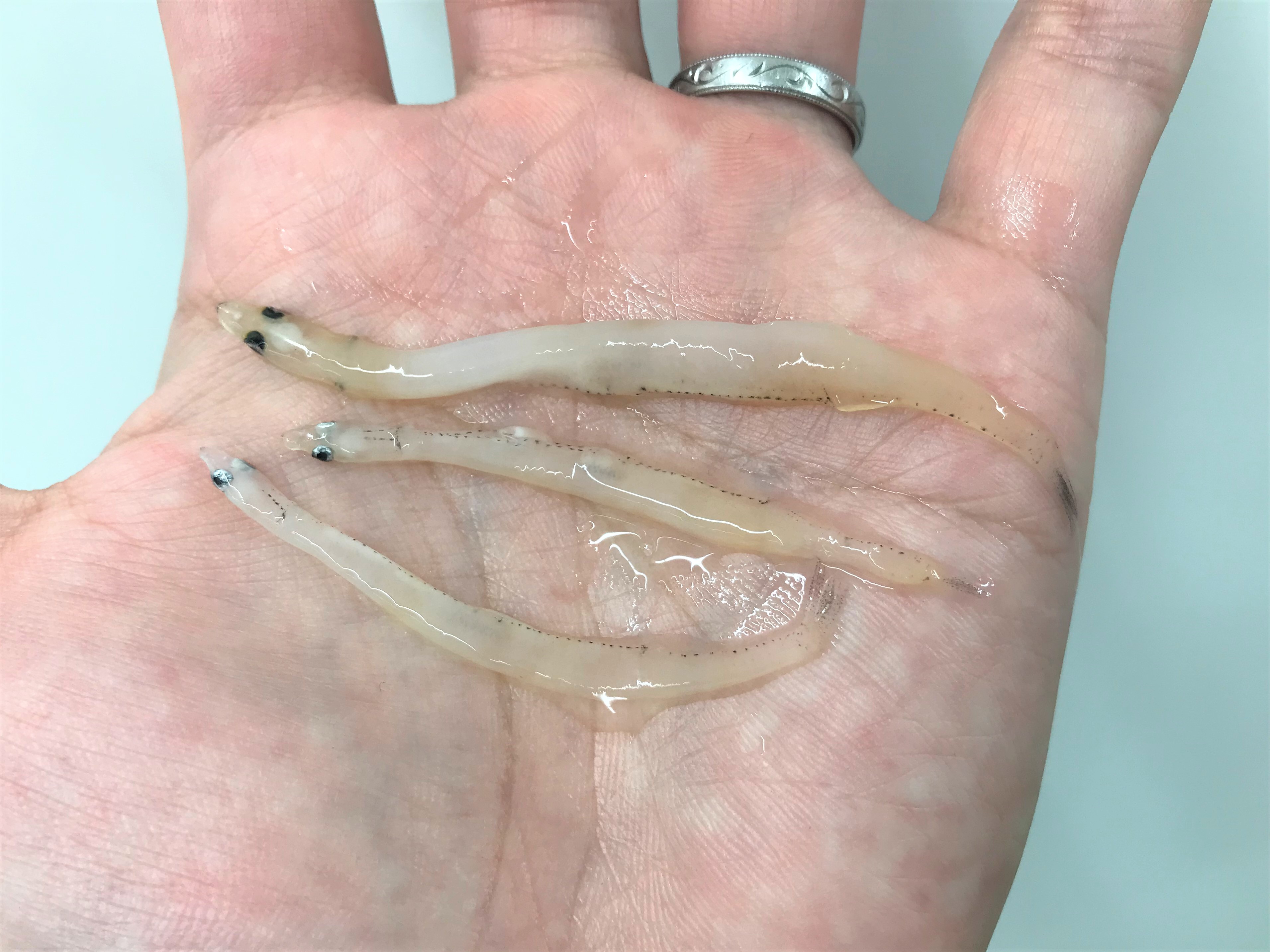 シラウオとシロウオの違い徹底解説！踊り食いと見分け方の真相