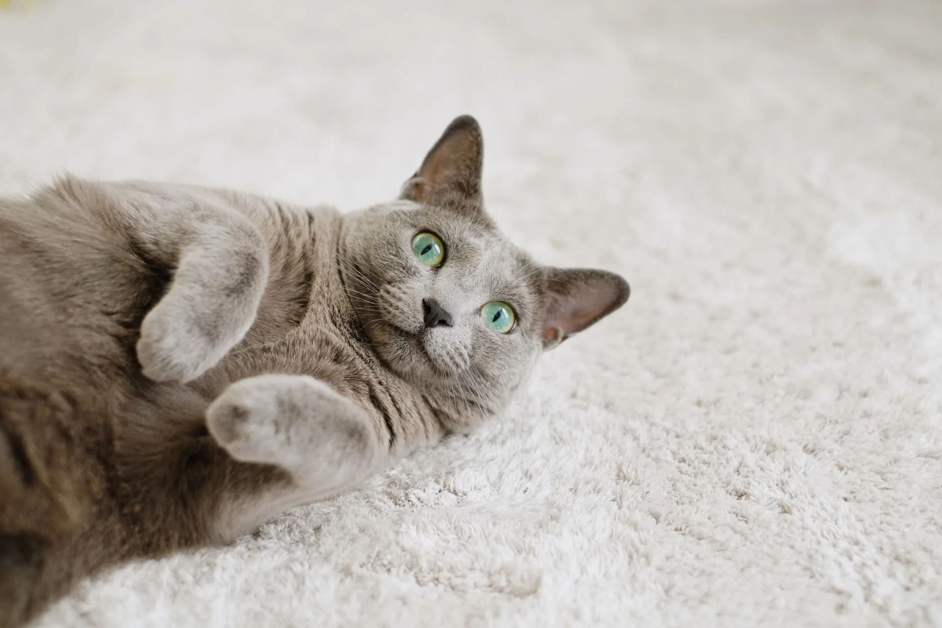 「短毛猫は手入れが楽」の罠？抜け毛対策と人気種ランキング解説