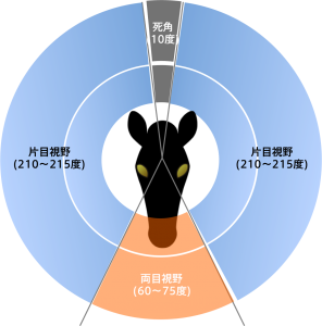 【真相】 馬 の 視界 衝撃の最新ニュース #997