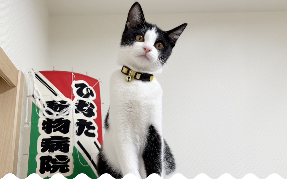 ひなた動物病院の評判と口コミを徹底検証！料金や混雑対策まとめ