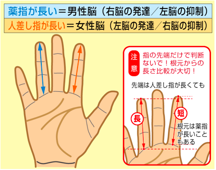 【速報】 薬指 長い 男 割合 最新ファイル＆画像まとめ #685