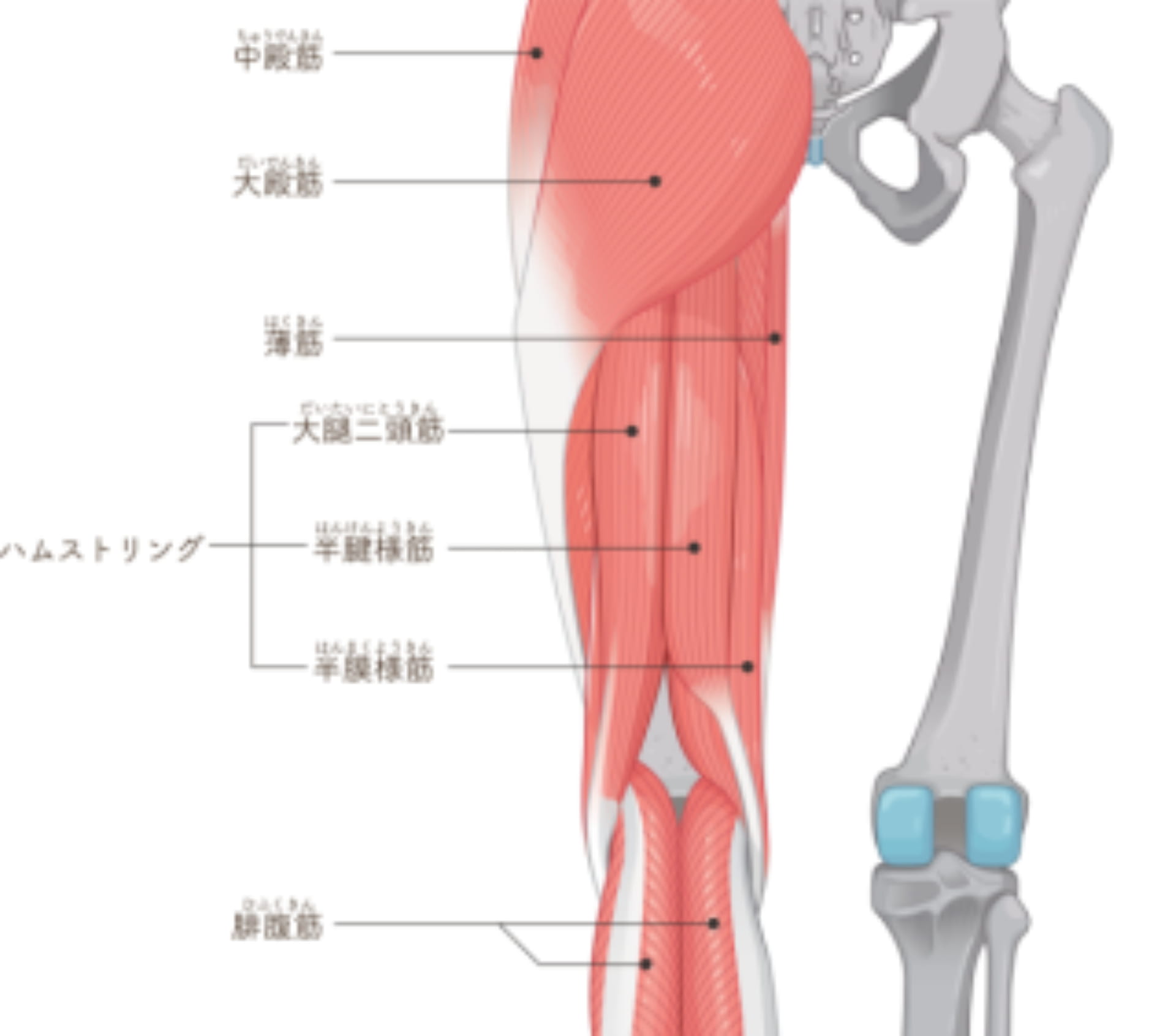 大腿二頭筋を侮るな。太もも裏の異変が、あなたの競技寿命と日常動作を静かに蝕んでいる