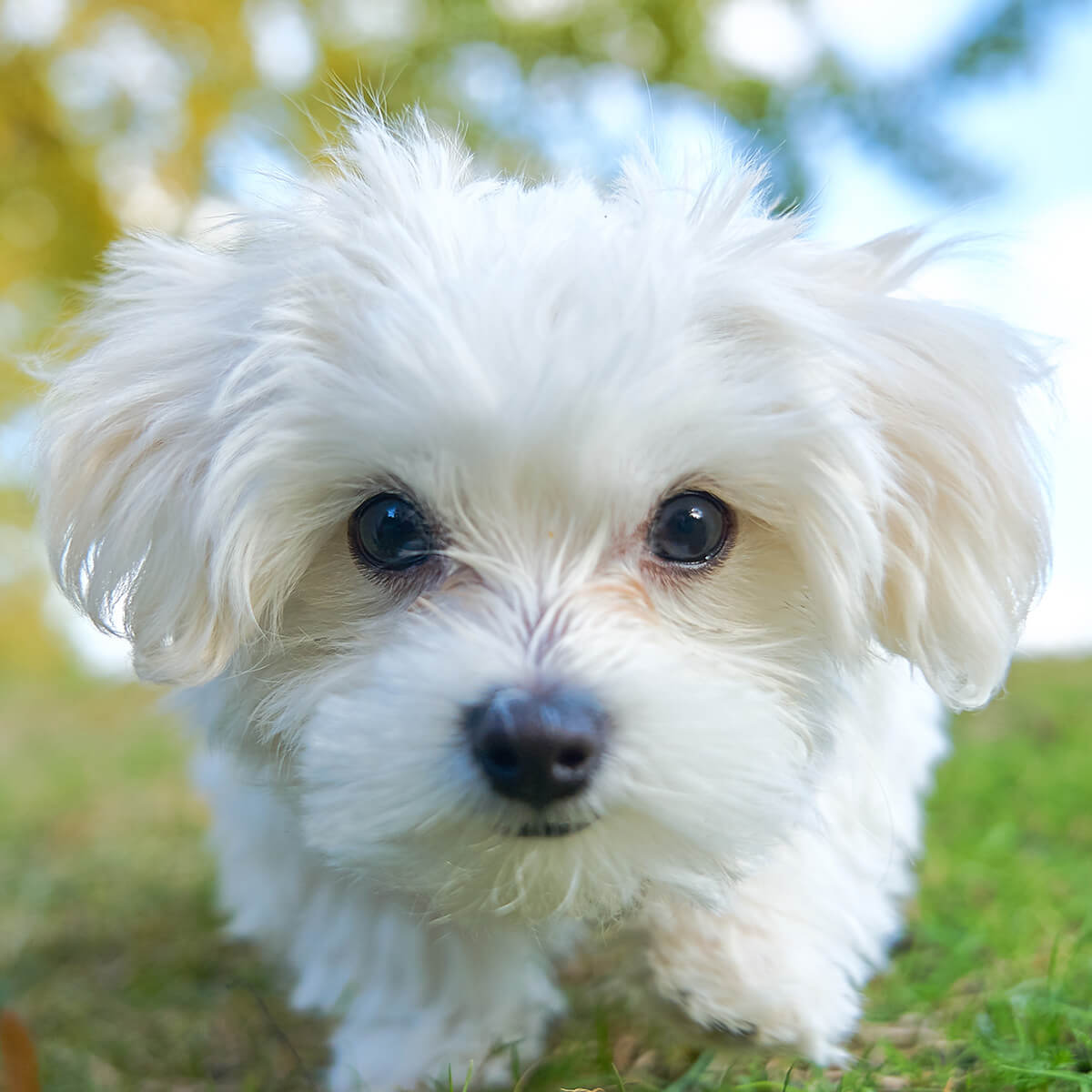 マルチーズ子犬「差し上げます」募集の実態と安全な里親条件を徹底解説