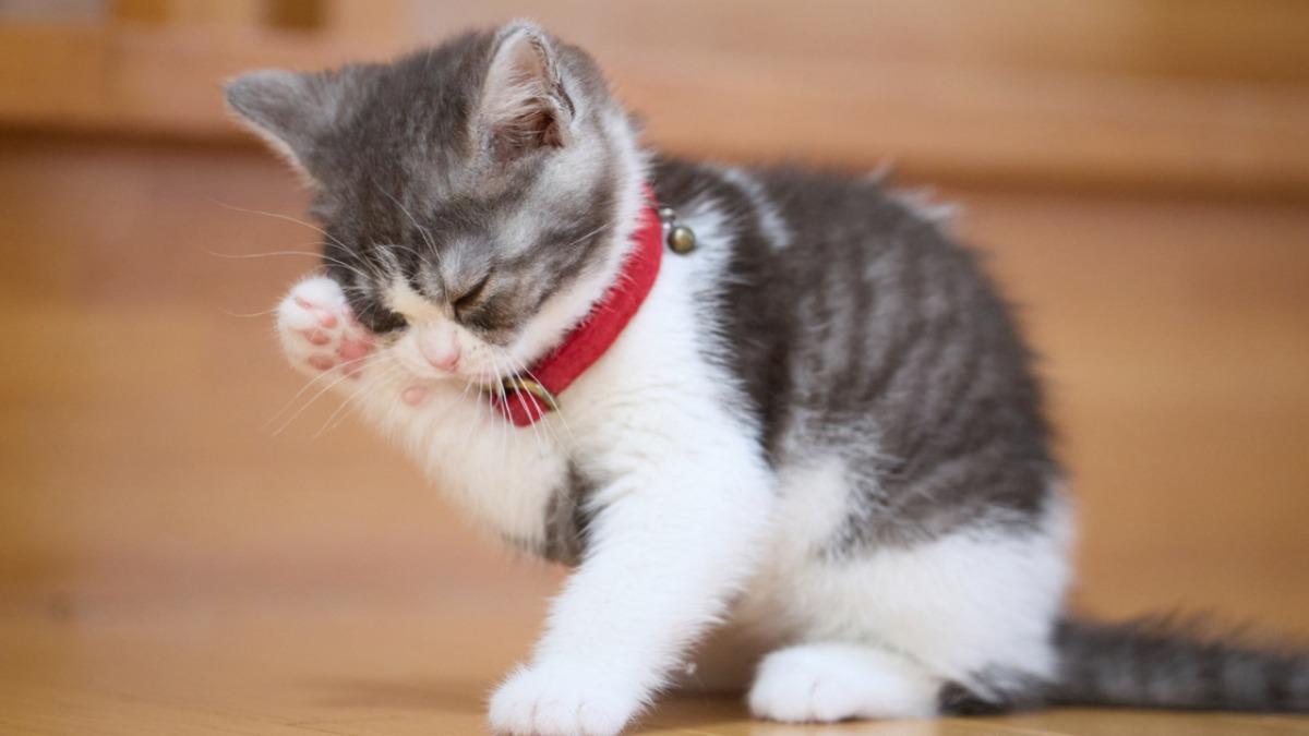 猫が顔を洗うと雨？科学的根拠と耳の後ろを洗う驚きの仕草の真相