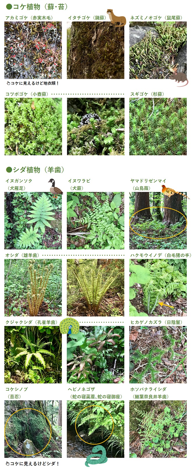 【2026年最新】身近なコケ植物一覧と見分け方！テラリウムや苔庭の選び方