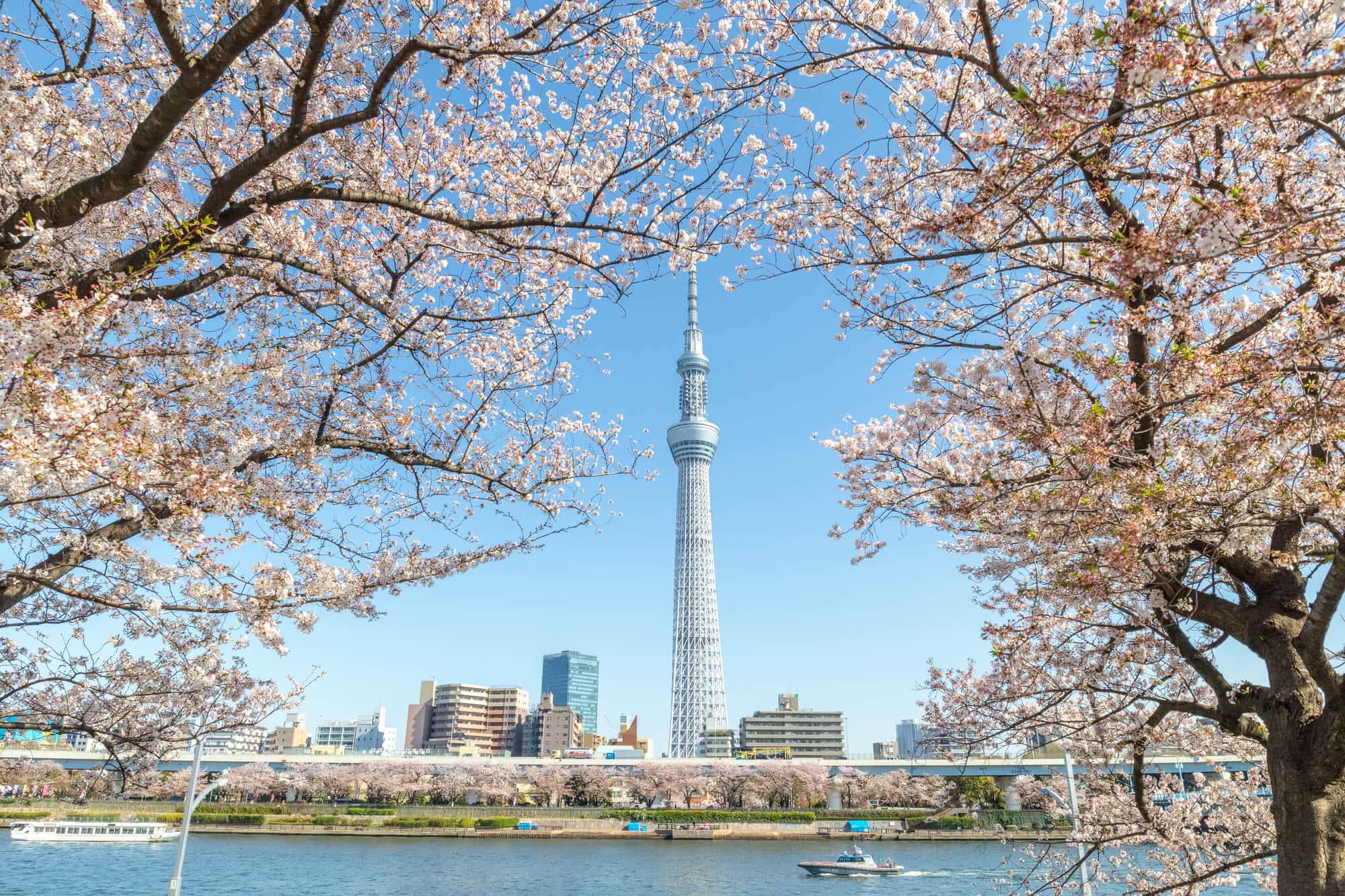 スカイツリー×桜2026最新攻略！穴場撮影地と混雑回避ルート完全網羅