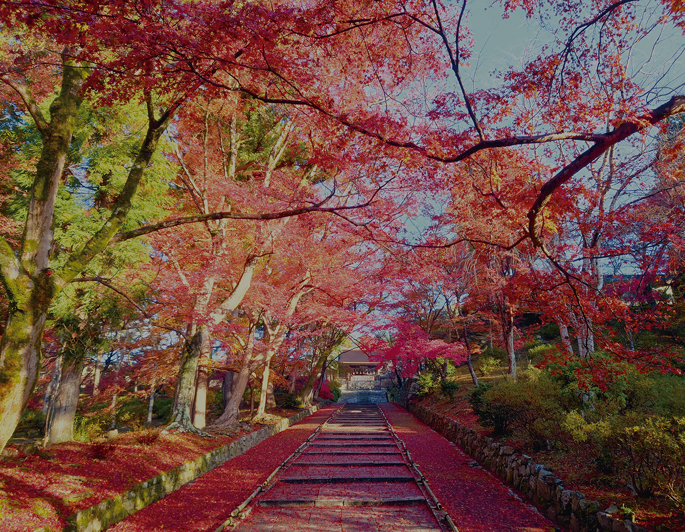 毘沙門堂門跡の動く襖絵と敷き紅葉！錯視の仕掛けと見頃を徹底解説