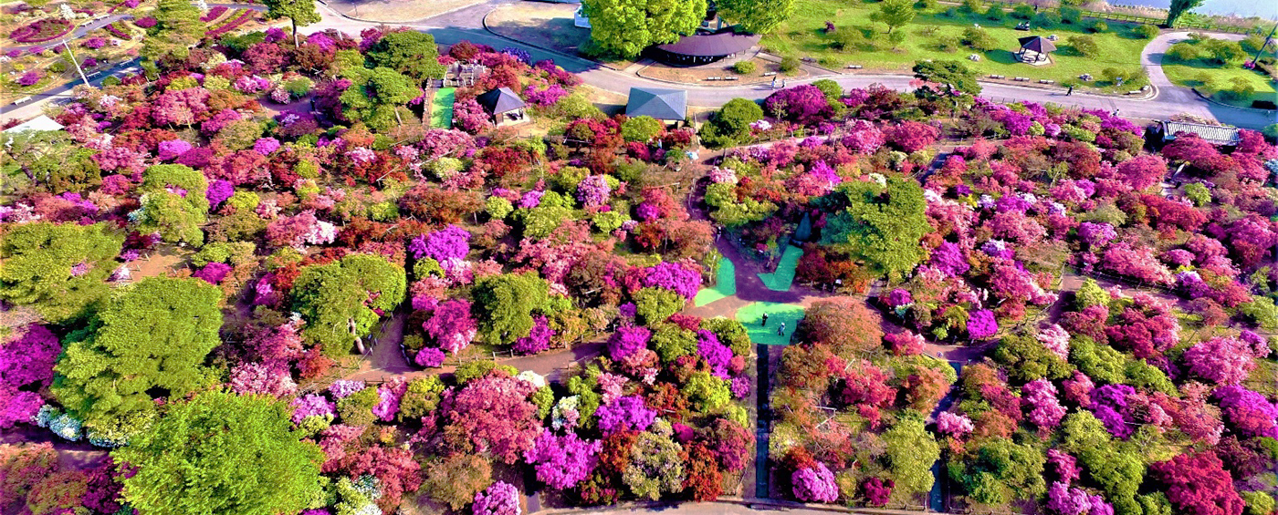 館林・つつじが岡公園2026！樹齢800年の絶景と見頃・混雑回避術