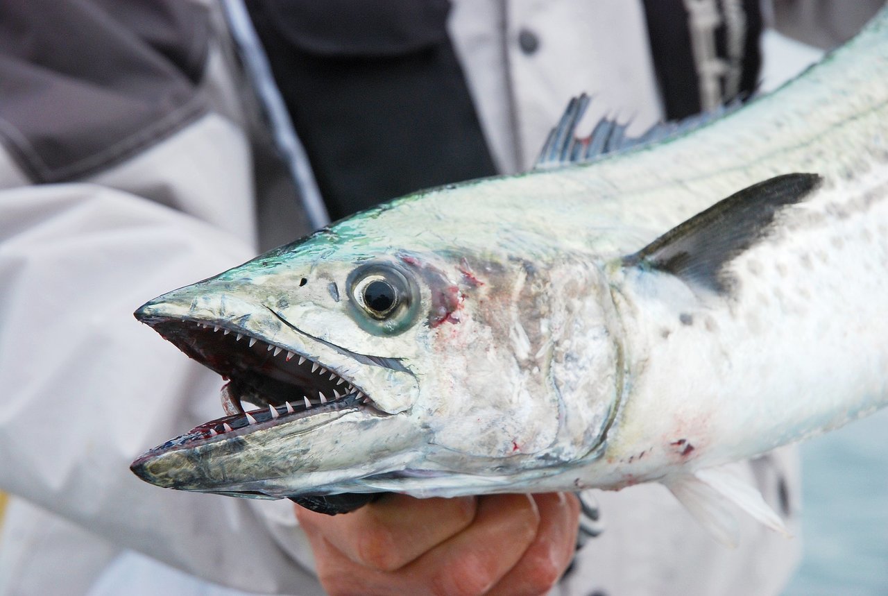 サゴシとは？出世魚の正体とサワラとの決定的な違い、旬の味わいを徹底解説