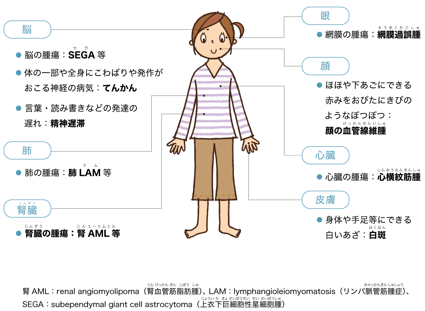 結節性硬化症とは“知っている”と“知らない”で道が変わる難病だ。腫瘍、てんかん、皮膚症状。症状が多岐にわたるからこそ、最初の分岐点で正しい情報にたどり着けるかが、その後の人生設計を左右する。2026年現在、治療薬と診断技術は着実に前進しているが、ネット上には古い情報や断片的な恐怖体験が今も拡散されたままになっている。本稿では原因遺伝子から最新のエベロリムス治療、指定難病の申請実務、患者家族の生の声まで、取材データと公式根拠に基づいて整理した。知るべき事実を、順に追っていく。