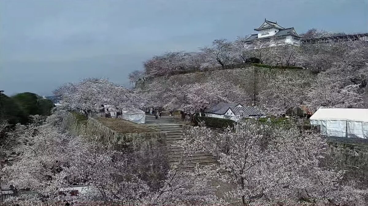 津山ライブカメラ最新映像まとめ｜吉井川水位や雪道・津山城の現在