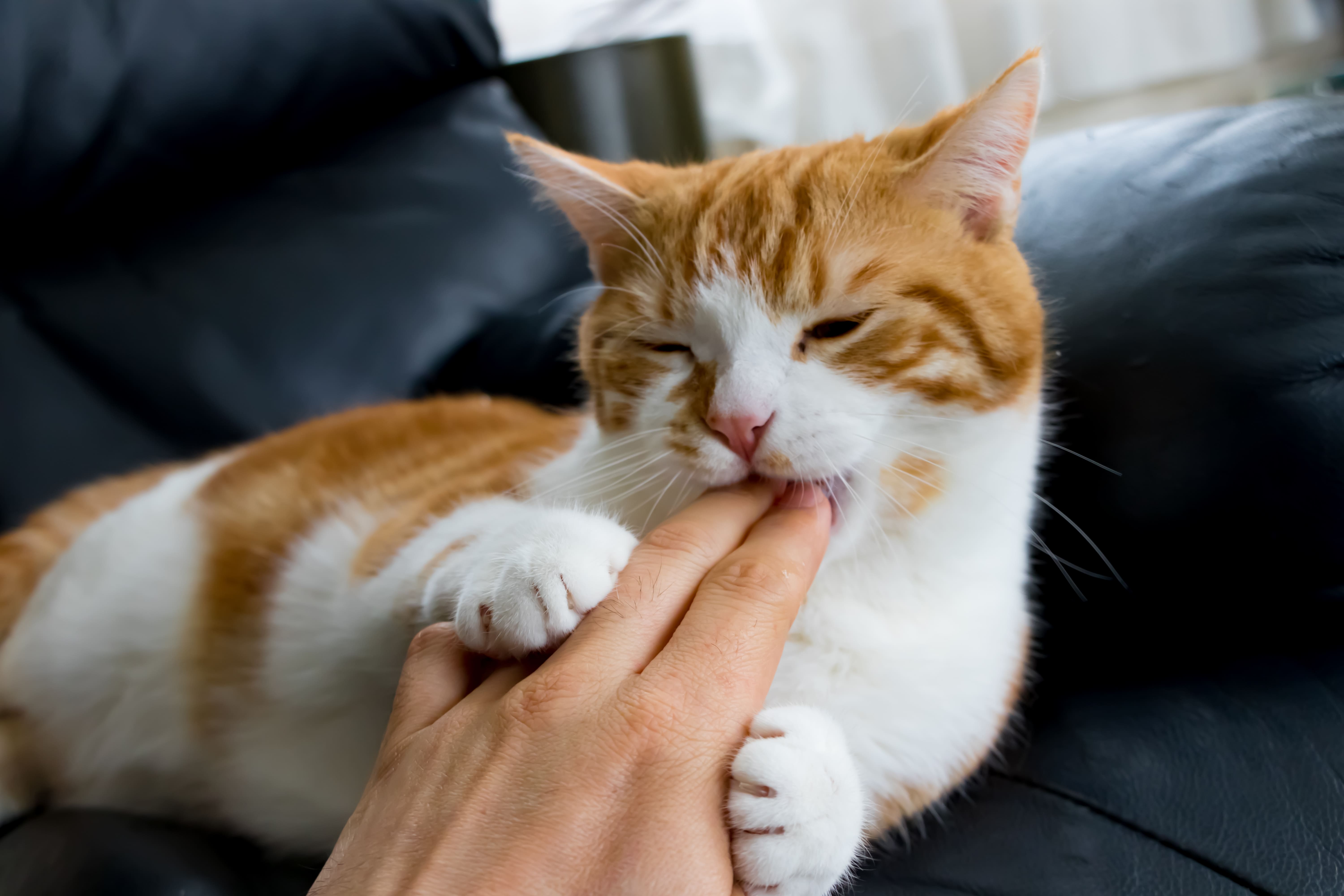 猫の甘噛みはなぜ痛い？愛猫の心理と2026年最新の対処法を徹底解説