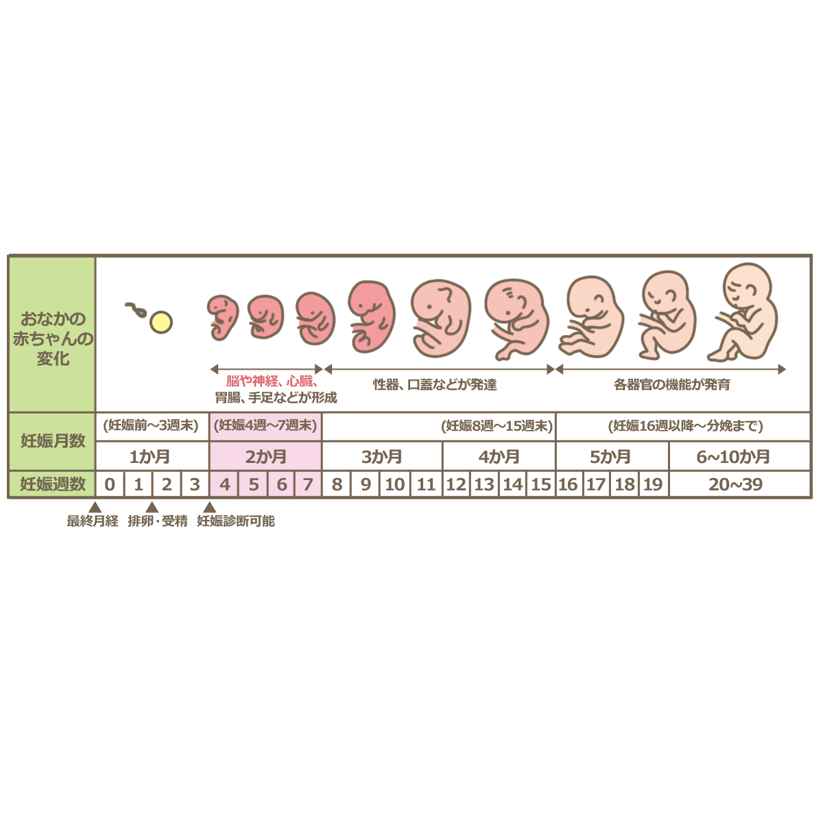 【2026年最新】妊娠検査薬のタイミングで迷わない！フライング検査の落とし穴と正しい計測日を専門家が徹底解説