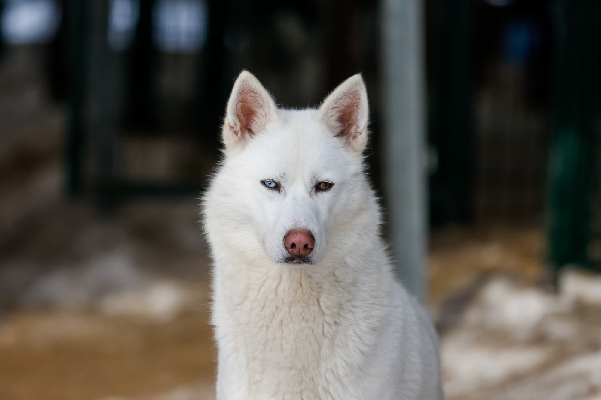 狼に近い犬種ランキング！ハスキーより柴犬が遺伝子1位の真実と飼育極意