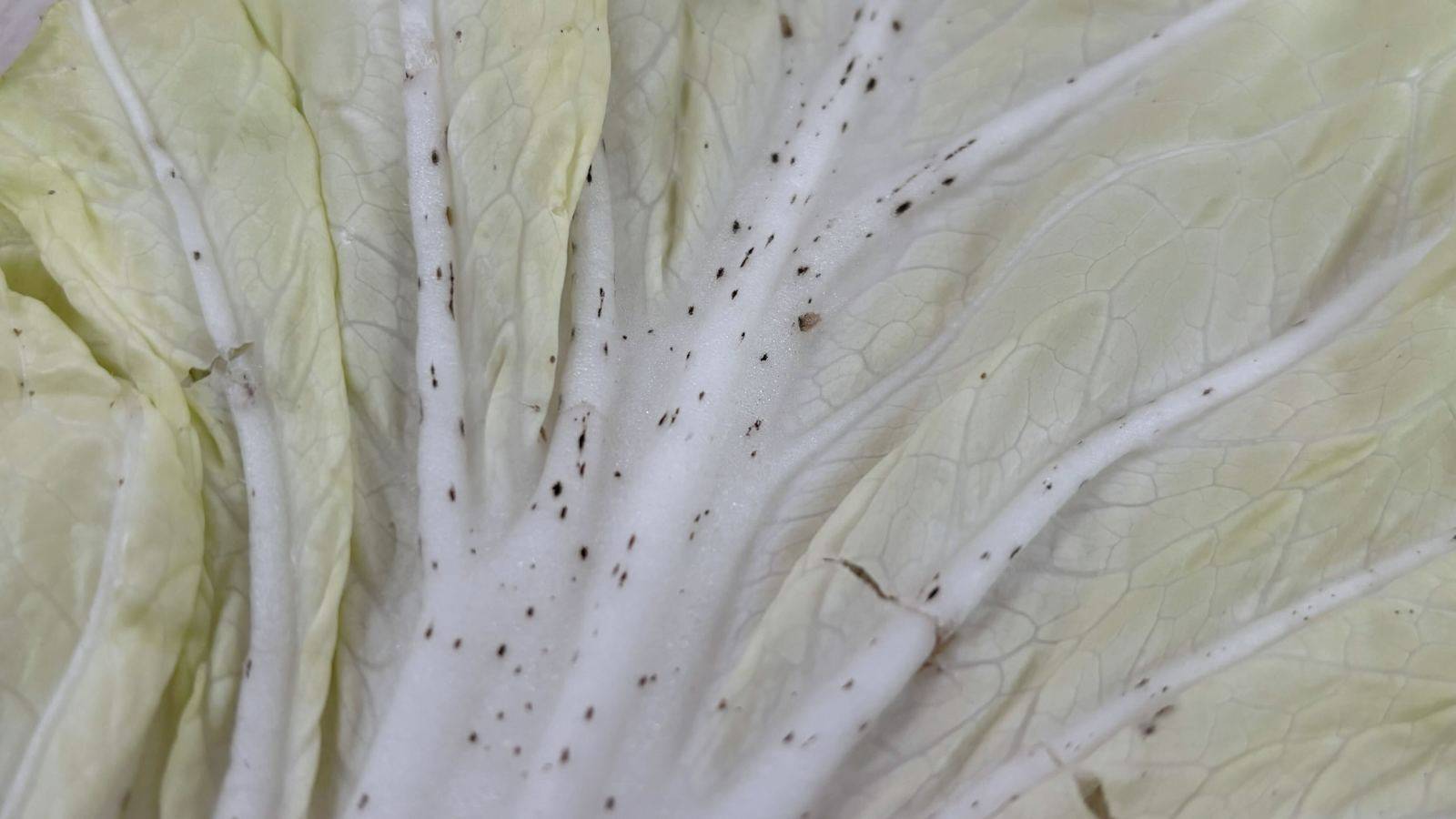 白菜の黒い点はカビ？食べられる理由と見分け方を専門家が徹底解説